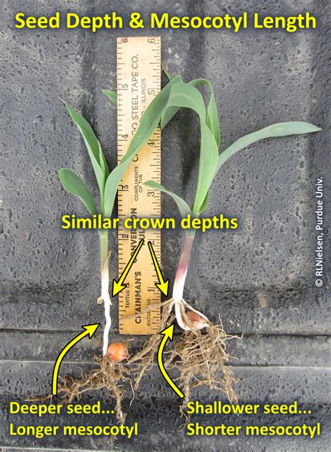 The Emergence Process in Corn (Purdue University)