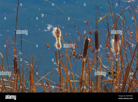 Seed dispersal by wind hi-res stock photography and images - Alamy