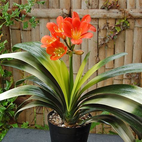 Clivia miniata 'Akebono' in terra-cotta pot | White Flower Farm ...