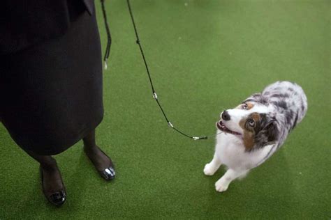 Patty Hearst a double winner at the Westminster dog show