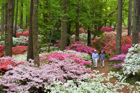 Overlook Azalea Garden in 2020 | Callaway gardens, Pine mountain, Garden images