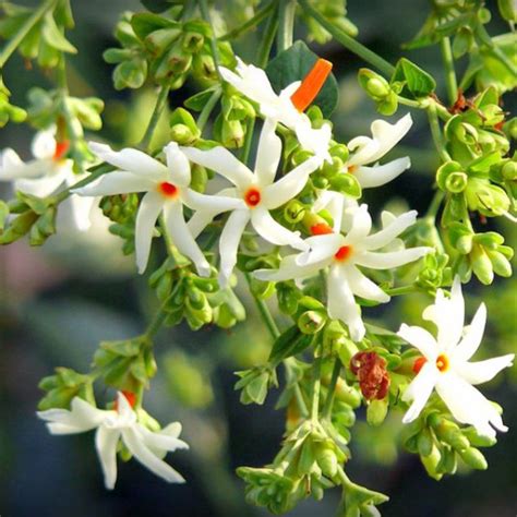 Fragrant Parijata/Pavalamalli seeds, coral jasmine, Nyctanthes arbor ...