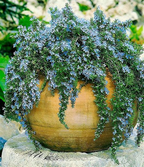 Growing Rosemary In Pots | Rosemary Plant Care | Balcony Garden Web