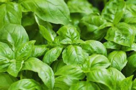 say NO to BODY ODOR by get Benefits of Basil Leaves ~ mrsmps