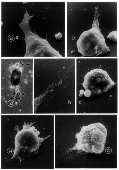 Early (10 hr) blastoderm cells. (a) SEM, 3100 X; (b) SEM, 2400 x. FIG ...