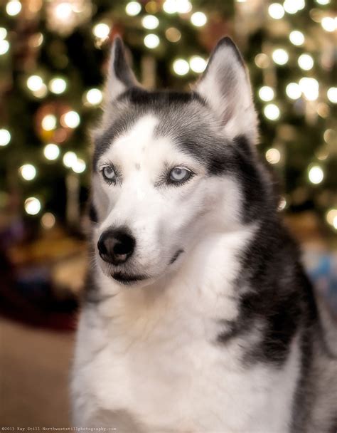 Nanook | Modern Dog magazine