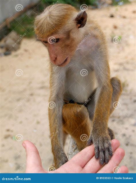 Monkey human friendship stock image. Image of holding - 8933553