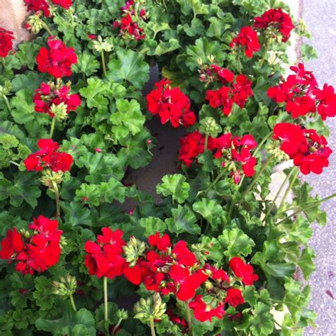 Red Geraniums. | Red geraniums, Geraniums, Plants