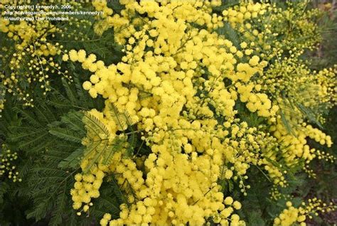 PlantFiles Pictures: Acacia Species, Early Black Wattle, Green Wattle (Acacia decurrens) by kennedyh