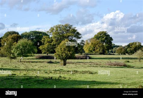 Hatfield Forest Stock Photo: 75506547 - Alamy