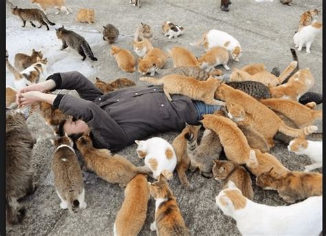 Tourists Flock to Japan's Cat Island In Record Numbers - Life With Cats