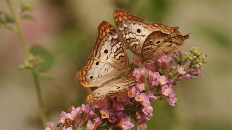 1920x1080 macro, white peacock butterfly, flower, butterflies ...