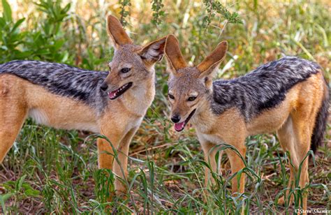 Jackal Pups | Tarangire National Park, Tanzania 2019 | Steve Shames ...