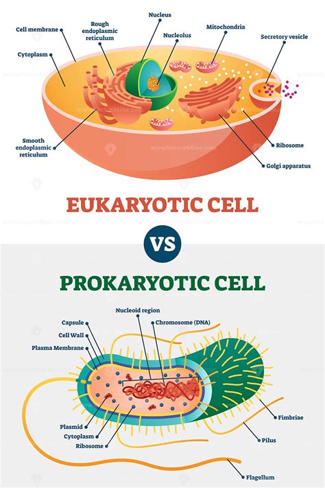 Prokaryotic Cell And Eukaryotic Cell Diagram