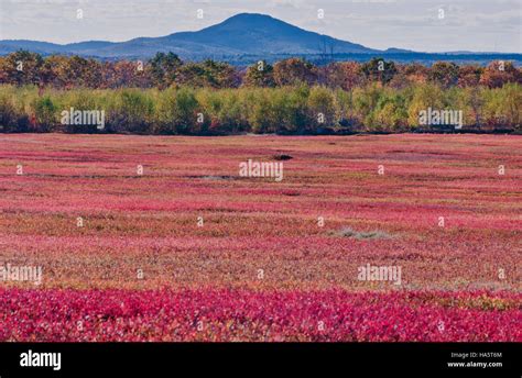 Red blueberry field, Cherryfield, Maine, USA Stock Photo - Alamy