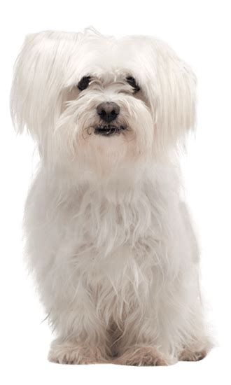 Maltese Training, Characteristics, & Care | TrainPetDog