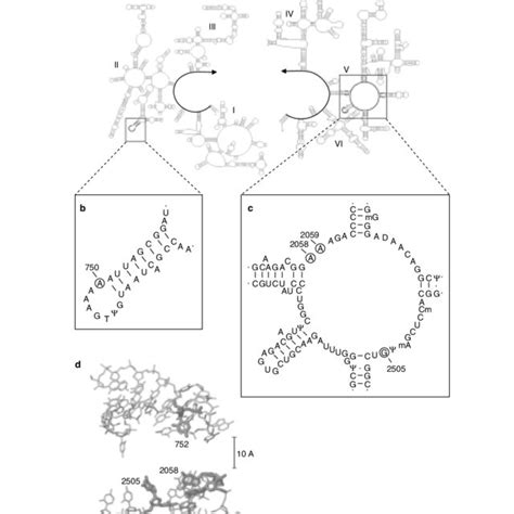 Structure activity relationship of the ketolides. ERY-R = erythromycin... | Download Scientific ...