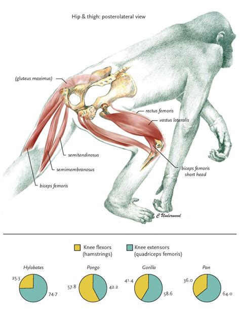 Chimpanzee Muscle Structure