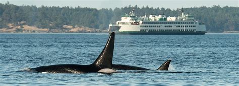 Whale Watching in the San Juan Islands - Maya's Legacy Whale Watching