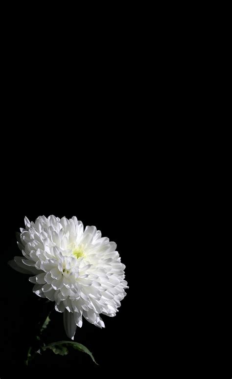Bộ sưu tập 999+ hình ảnh hoa cúc trắng nền đen đầy đủ chất lượng 4K.