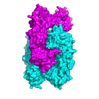 The crystal structure of Deinococcus radiodurans RecR octamer. Two... | Download Scientific Diagram