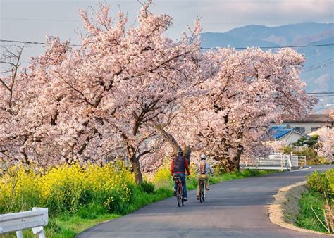 10 Best Cherry Blossom Spots in Nara & When To See Sakura Festivals! | LIVE JAPAN travel guide