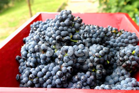 Pinot Noir Grapes Stock Photo | Royalty-Free | FreeImages