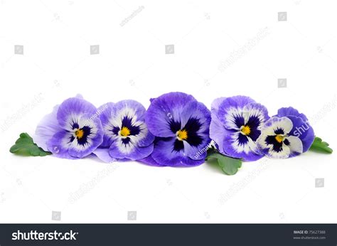 Pansy Border Stock Photo 75627388 - Shutterstock