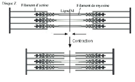 schéma représentatif d'un sarcomère lors d'une contraction musculaire ...