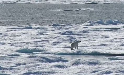 [ESPANTO] Oso polar cazando un cachorro de su propia especie para poder ...