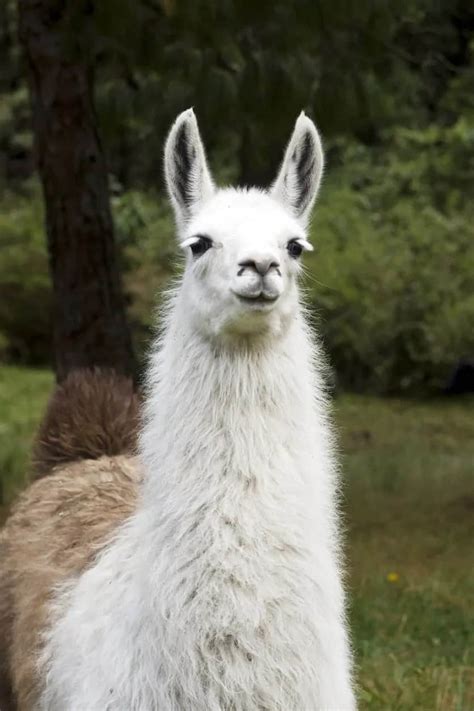 5 Different Types of Llamas (Plus Interesting Facts)