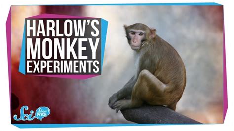 Harlow's Horrifying Monkey Experiments | Experiments, Educational ...