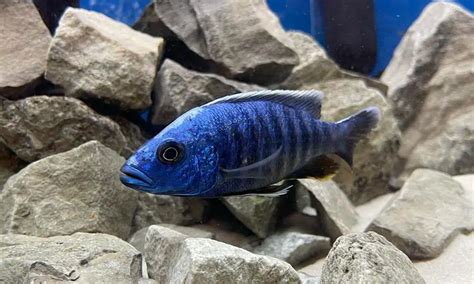 13 Different Types of African Cichlids (With Pictures)