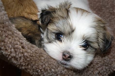 Maltese Shih Tzu - Complete Mix Breed Guide - Animal Corner