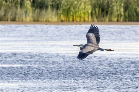 Long Lake Bird Sanctuary - Watrous Manitou