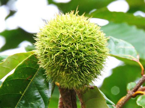 Chinese Chestnut Tree Cloverdale Farm