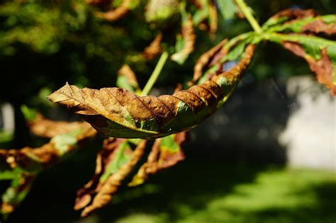 Chestnut Leaves Fall - Free photo on Pixabay - Pixabay