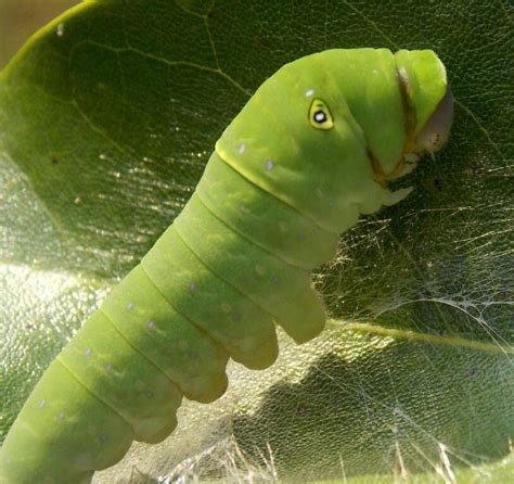 Eastern Tiger Swallowtail Caterpillar - Photo by Alan Wiltsie | Swallowtail, Photo, Animals