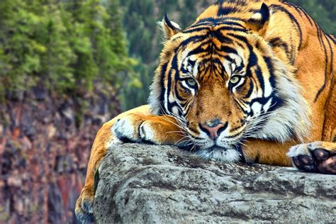 Tigers Wallpapers - Wallpaper Cave