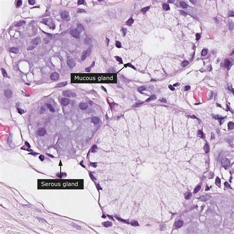 Serous versus mucous gland : r/Histology