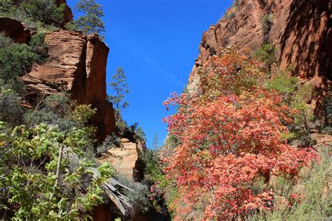 wasatch and beyond: Fall colors in Zion National Park