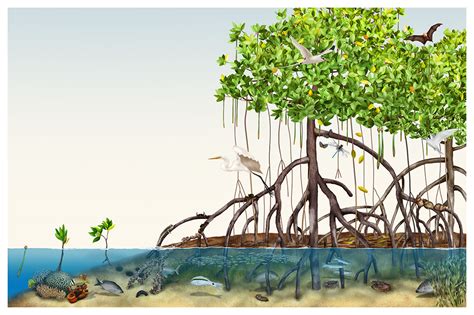 Mangrove ecosystem