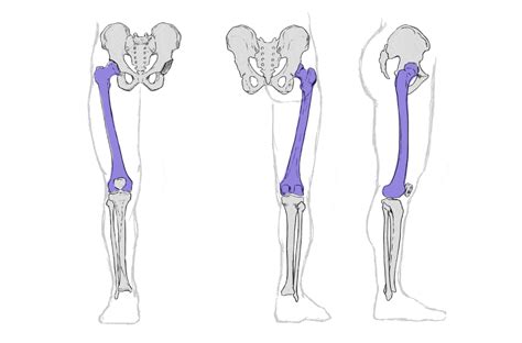 How to Draw Legs, the Easy Step-by-Step Guide with Simplified Anatomy – GVAAT'S WORKSHOP