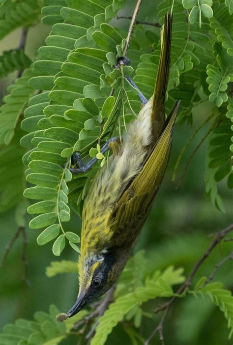 Varied Honeyeater in Australia 25924018 Stock Photo at Vecteezy