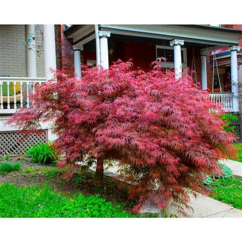 Online Orchards 3 Gal. Crimson Queen Dwarf Japanese Maple Tree with ...