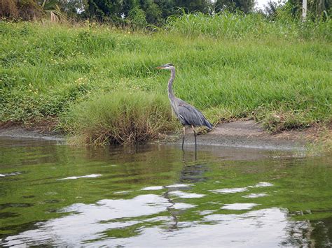 Bayou St. John Kayaking | NOLA On The Road