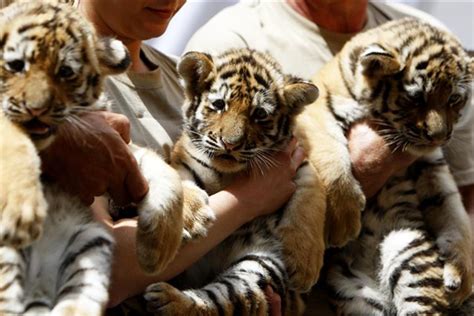 Siberian (Amur) Tiger: Siberian tiger cubs