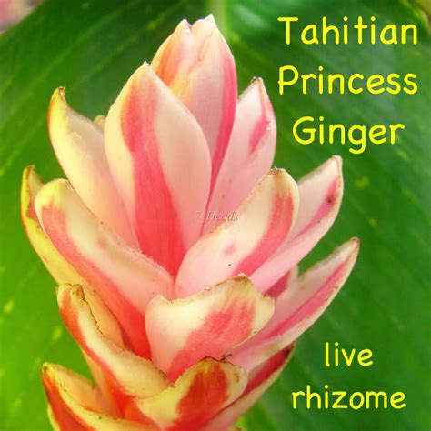 ~TAHITIAN PRINCESS~ Ginger Variegated Alpinia purpurea LIVE Plantlet ...