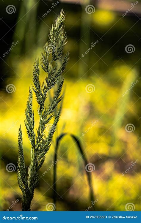 Grass in macro. stock image. Image of bokeh, clode, glade - 287035681