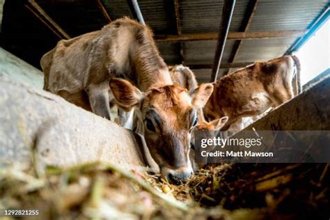 Jersey Cattle Photos and Premium High Res Pictures - Getty Images